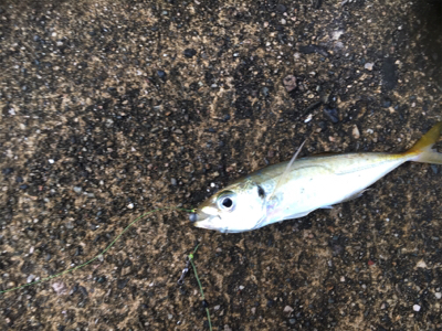 アジングからのエギング