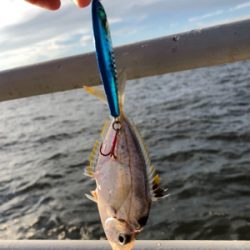 釣れるが小さい