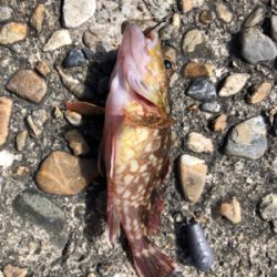 青物狙いのガシラかな