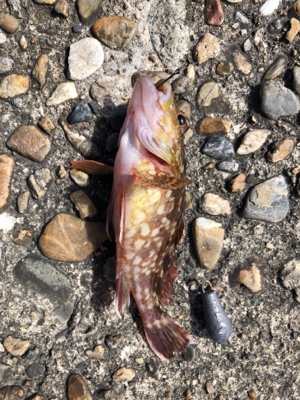 青物狙いのガシラかな