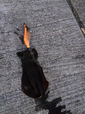 久々のエギング