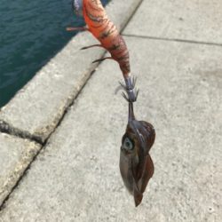 初大崎上島エギング