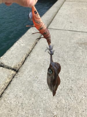 初大崎上島エギング