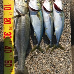 メジロ級のシーバス~お前じゃねぇんだなぁを添えて~