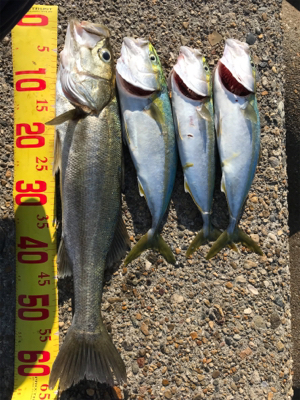 メジロ級のシーバス~お前じゃねぇんだなぁを添えて~