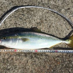 ハマチラーッシュ！！