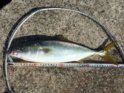 ハマチラーッシュ！！