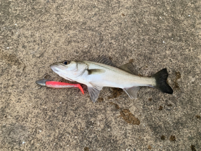 渋太刀としらすナブラと。