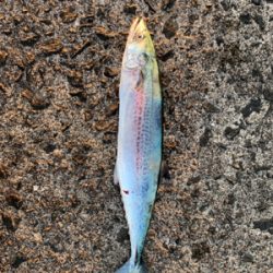 ショアジギング