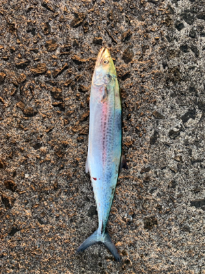 ショアジギング