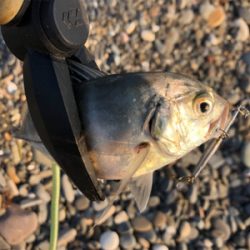 アジング&エギング