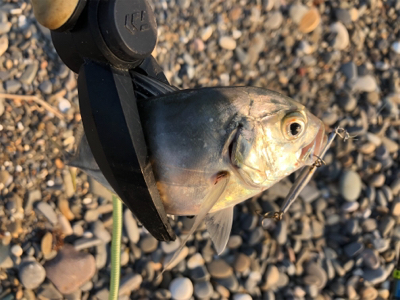 アジング&エギング