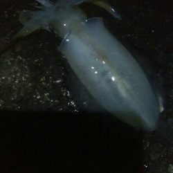 アオリイカ6杯！バラシ1杯