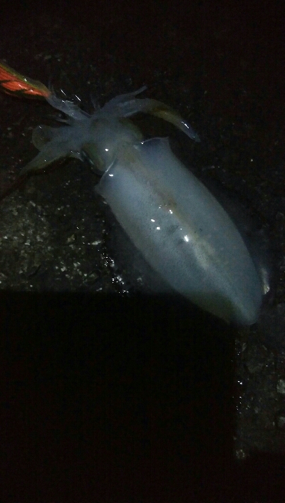 アオリイカ6杯！バラシ1杯