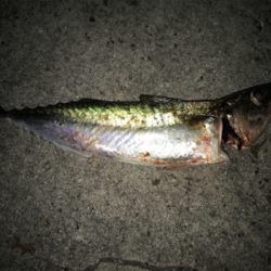 タチウオと大サバ