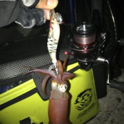 久しぶりのイカGET\(^o^)/