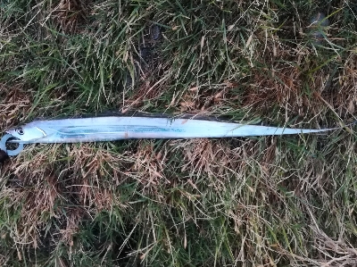 LSJigginger0515〜0555