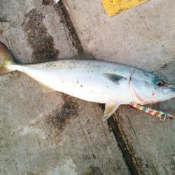 タチウオ釣れずハマチは釣れた