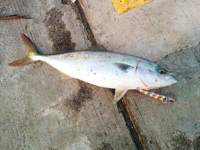 タチウオ釣れずハマチは釣れた