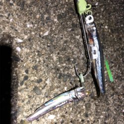 タチウオ いろいろな釣り方