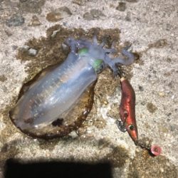 ぼちぼち上がりだしました。