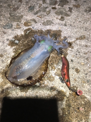 ぼちぼち上がりだしました。