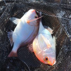 マイボートでアマダイ狙い!