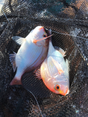 マイボートでアマダイ狙い!