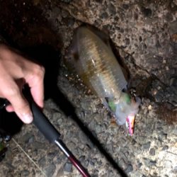 ナイトエギング