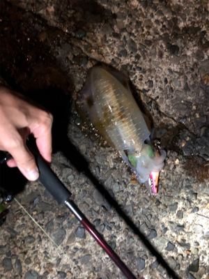 ナイトエギング