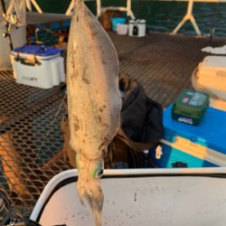 人生初アオリイカ