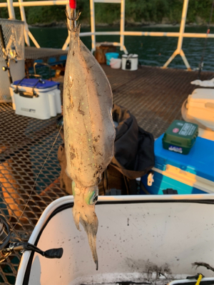 人生初アオリイカ