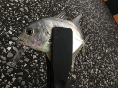 港湾ライトゲーム