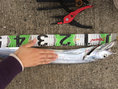 バレなければ…