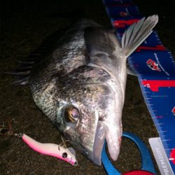 メタルマルでナイトチヌ！