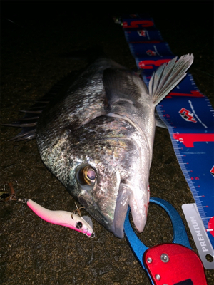 メタルマルでナイトチヌ！