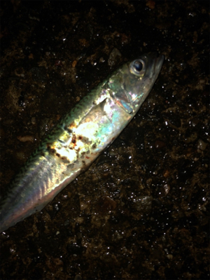 アジングのちエギング