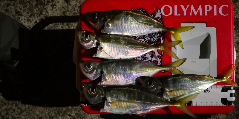 アジング練習27