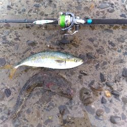 須磨海岸で青物とまさかの底物