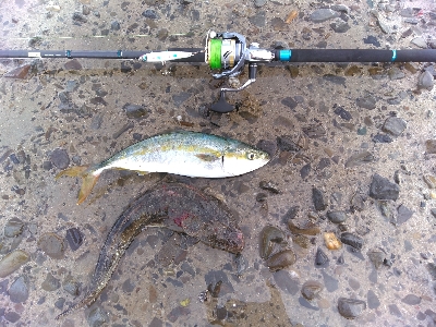 須磨海岸で青物とまさかの底物