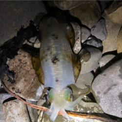 まぁまぁのサイズ