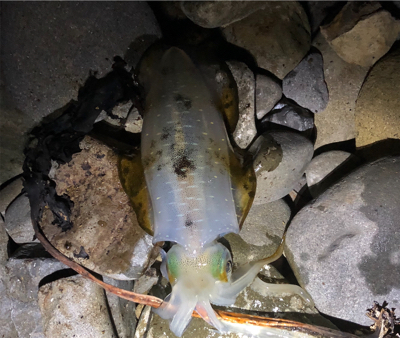 まぁまぁのサイズ