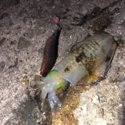 チャンスは短い