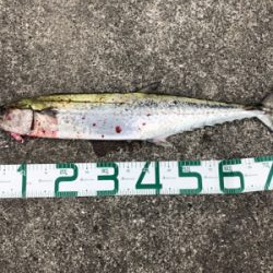 サワラ80センチ!芦屋があつい!