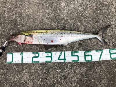 サワラ80センチ!芦屋があつい!