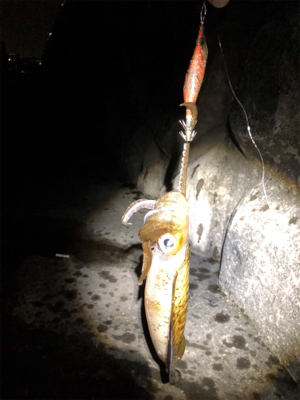 明石に神が舞い降りた。