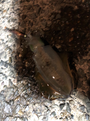 連夜のエギング釣行