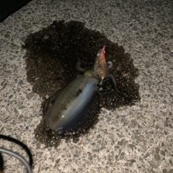 初アオリイカ♪