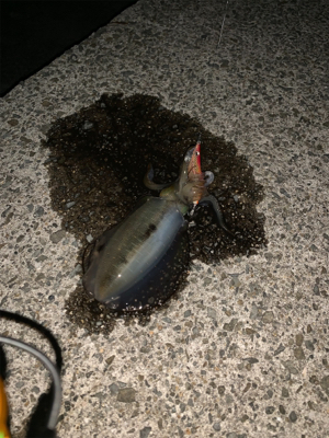 初アオリイカ♪