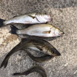 表層ではイワシの群れが見られ生命感満開！